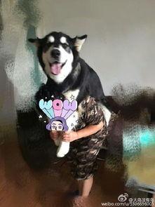 娱乐吃瓜酱爸爸的宠物