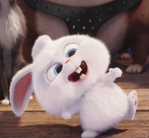 娱乐吃瓜酱兔子