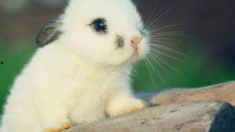 娱乐吃瓜酱兔子